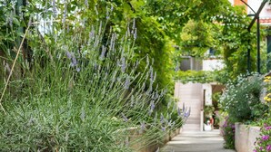 Un sendero en un jardín bordeado de plantas de lavanda y diversas flores.