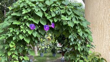 A garden pathway with a green archway covered in foliage, leading to a building.