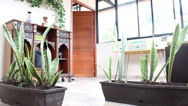 A room with a wooden cabinet, potted plants, and a window with a view. - Bhakti Coffee Farm (Zipacon)