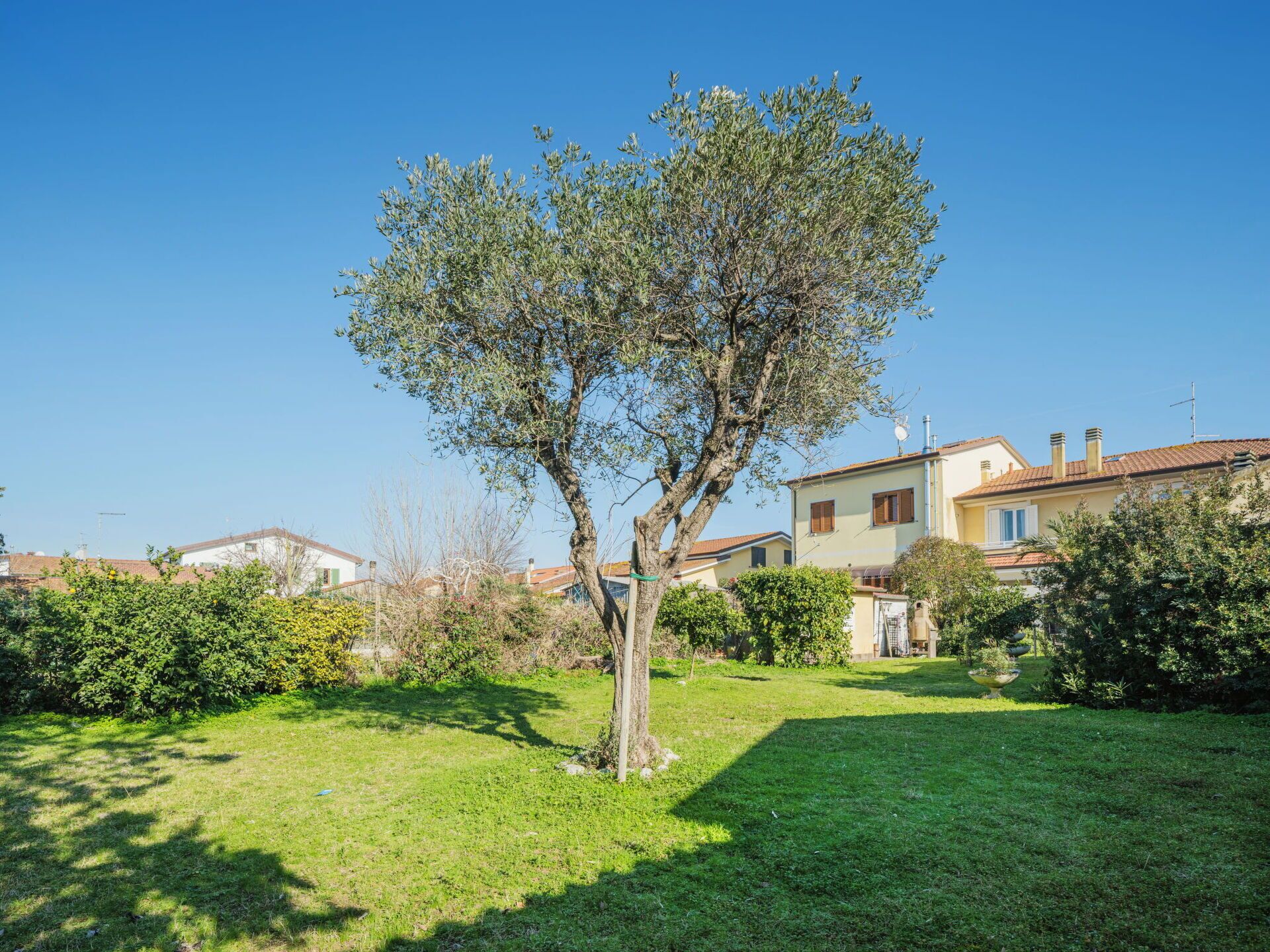 A residential area with a well-maintained lawn, a mature olive tree, and a house with a tiled roof and multiple chimneys.