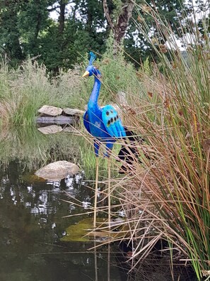 Miscellaneous - Cozy, comfortable cottage on an alpaca farm (Newtownmountkennedy)