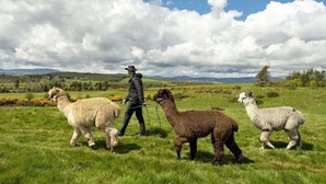 Shower, hair dryer, towels - Cozy, comfortable cottage on an alpaca farm (Newtownmountkennedy)