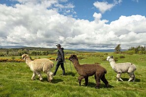 Shower, hair dryer, towels - Cozy, comfortable cottage on an alpaca farm (Newtownmountkennedy)