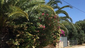 Un chemin de terre bordé d’un mur de pierres et d’une végétation luxuriante, notamment des palmiers et des arbustes en fleurs.