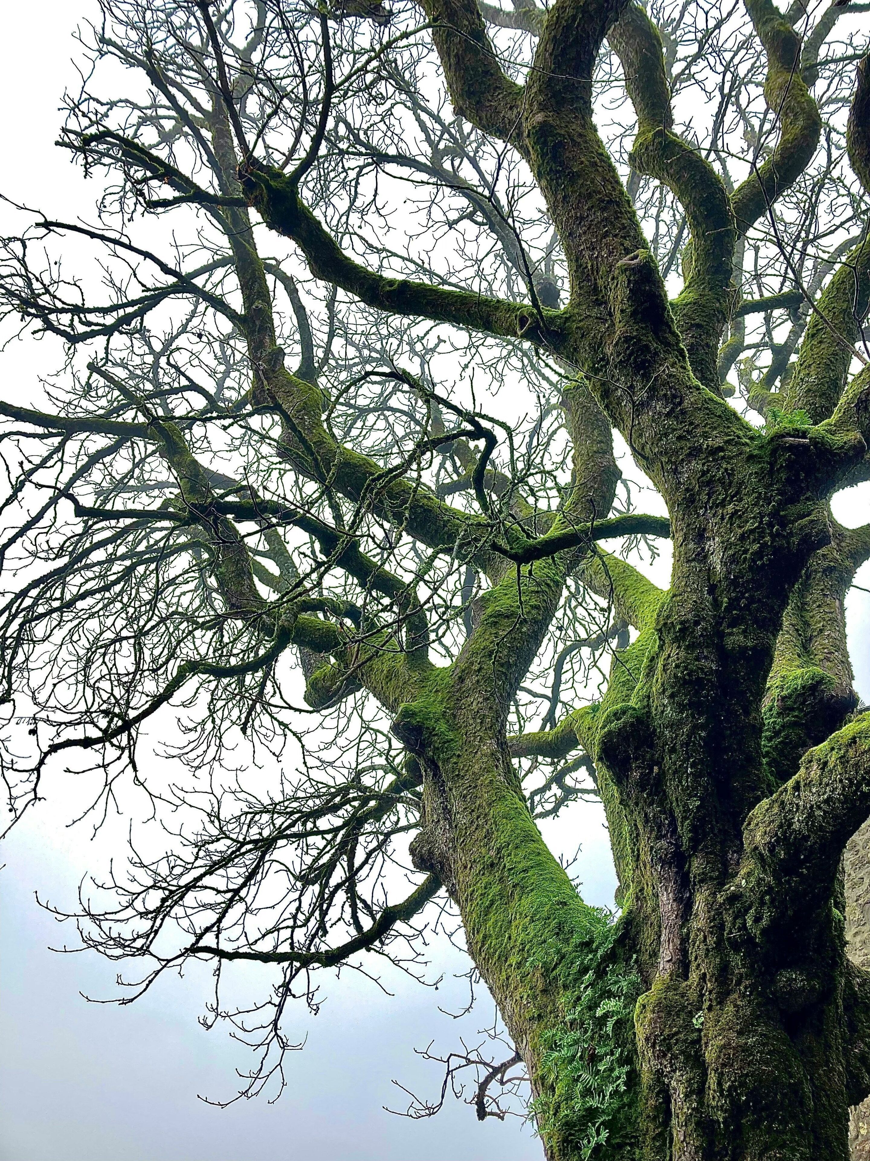 A large tree with moss-covered branches.