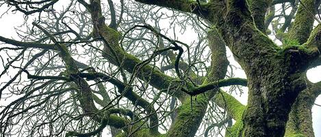 A large tree with moss-covered branches.