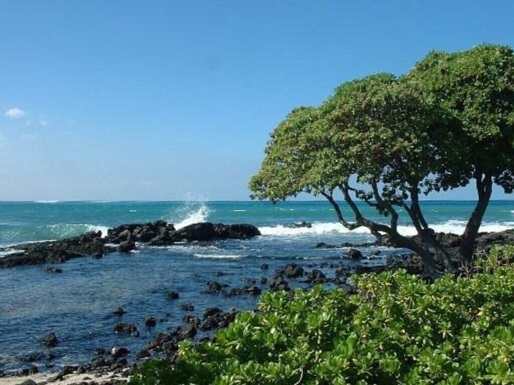 A coastal scene with a tree, rocky shoreline, and ocean.