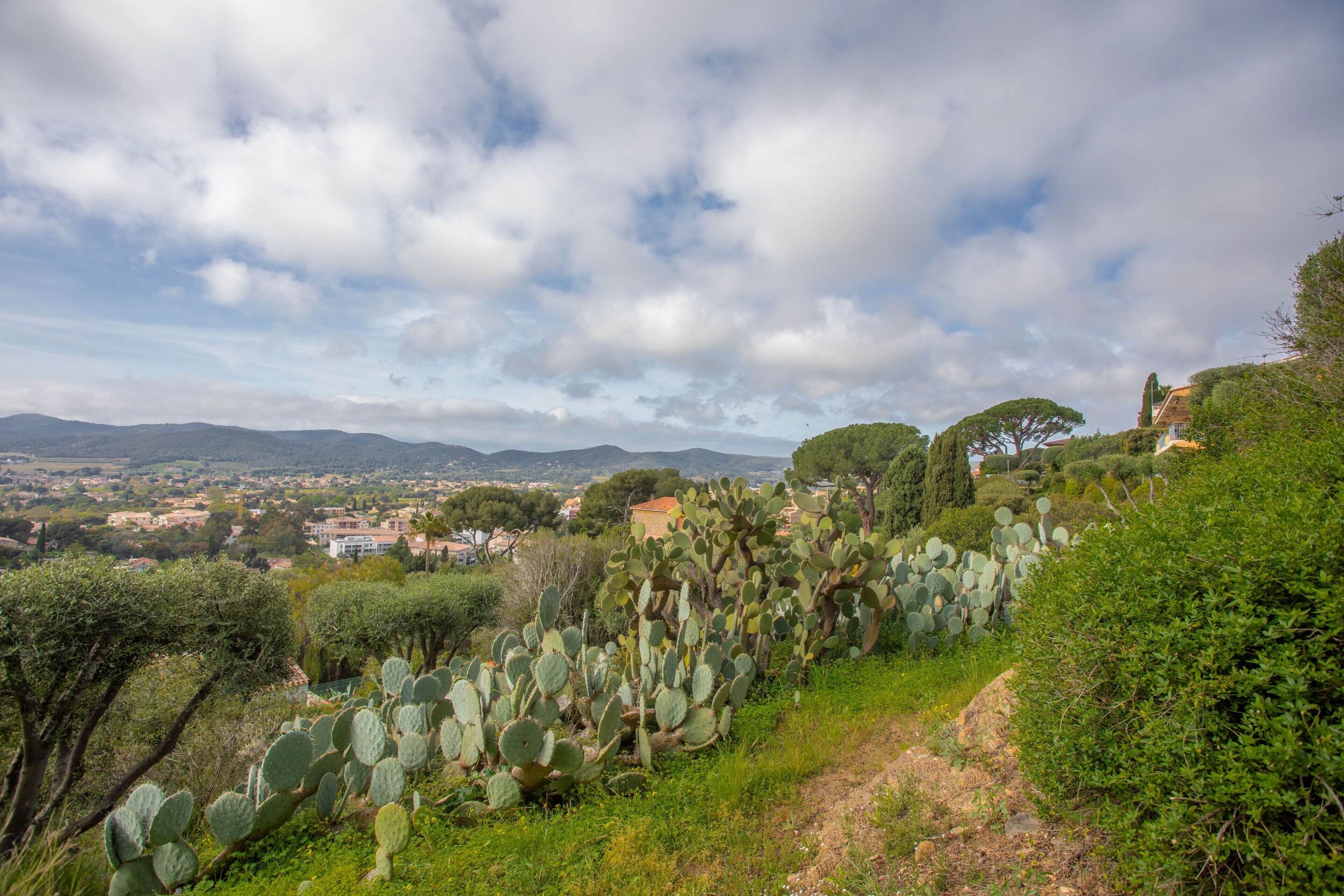 A landscape with a cactus garden, a path, and distant buildings.