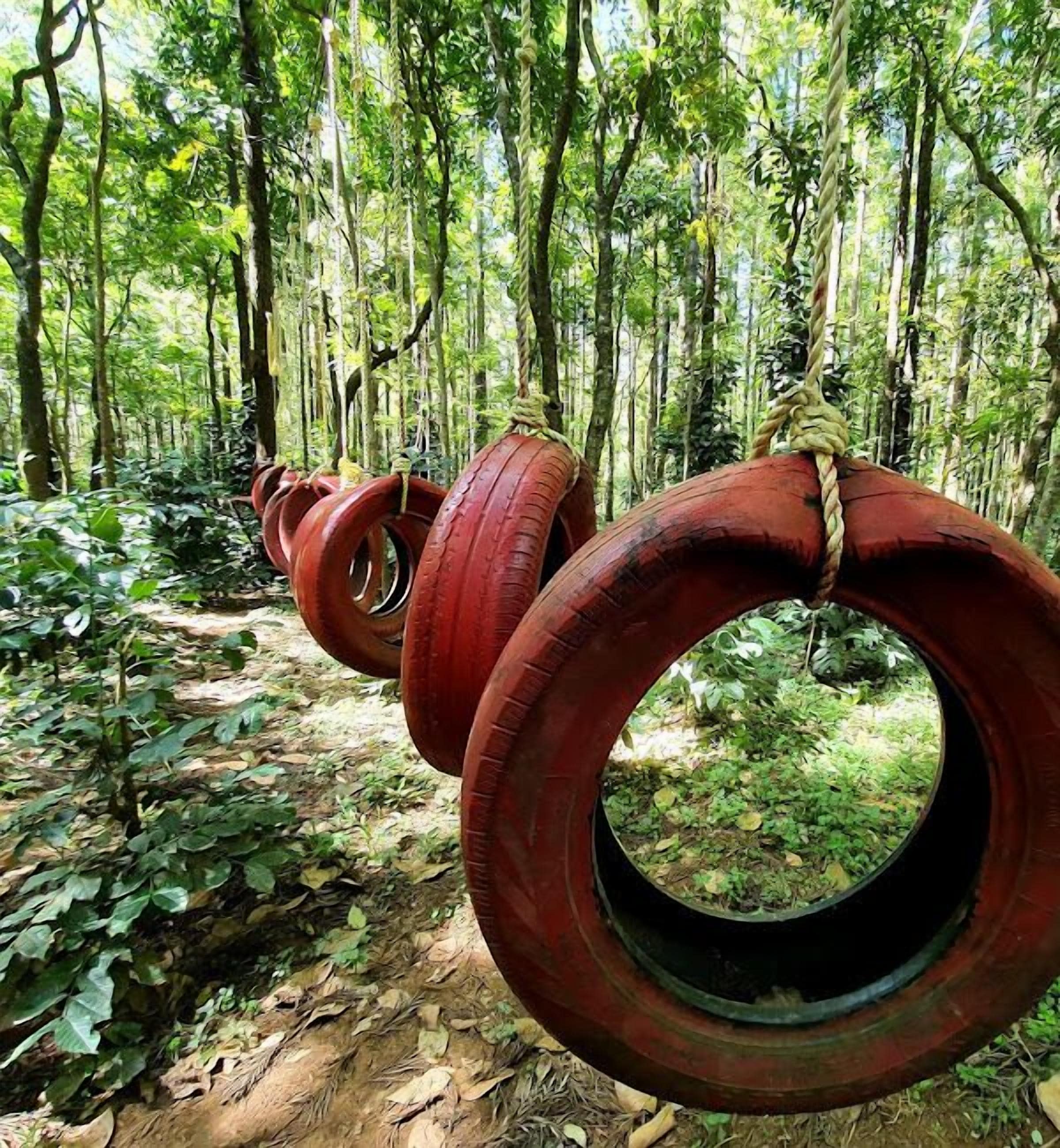 A forest with tire swings hanging from trees.