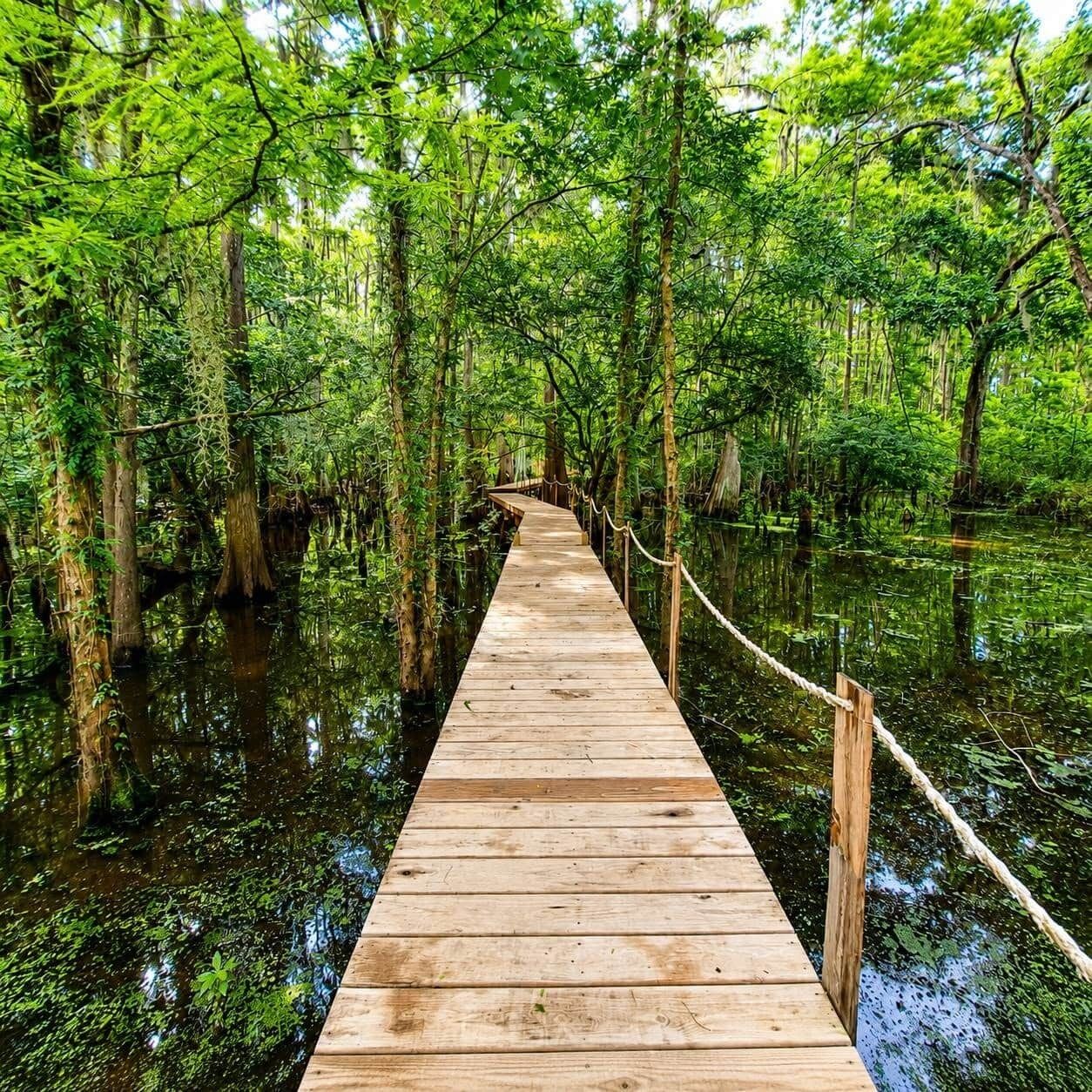 Une promenade en bois serpente à travers une forêt dense et verdoyante.