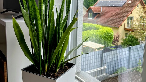 A potted plant in front of a window with a view of a house and a fence. - Ruhiges Apartment am Waldrand (Geisenheim)
