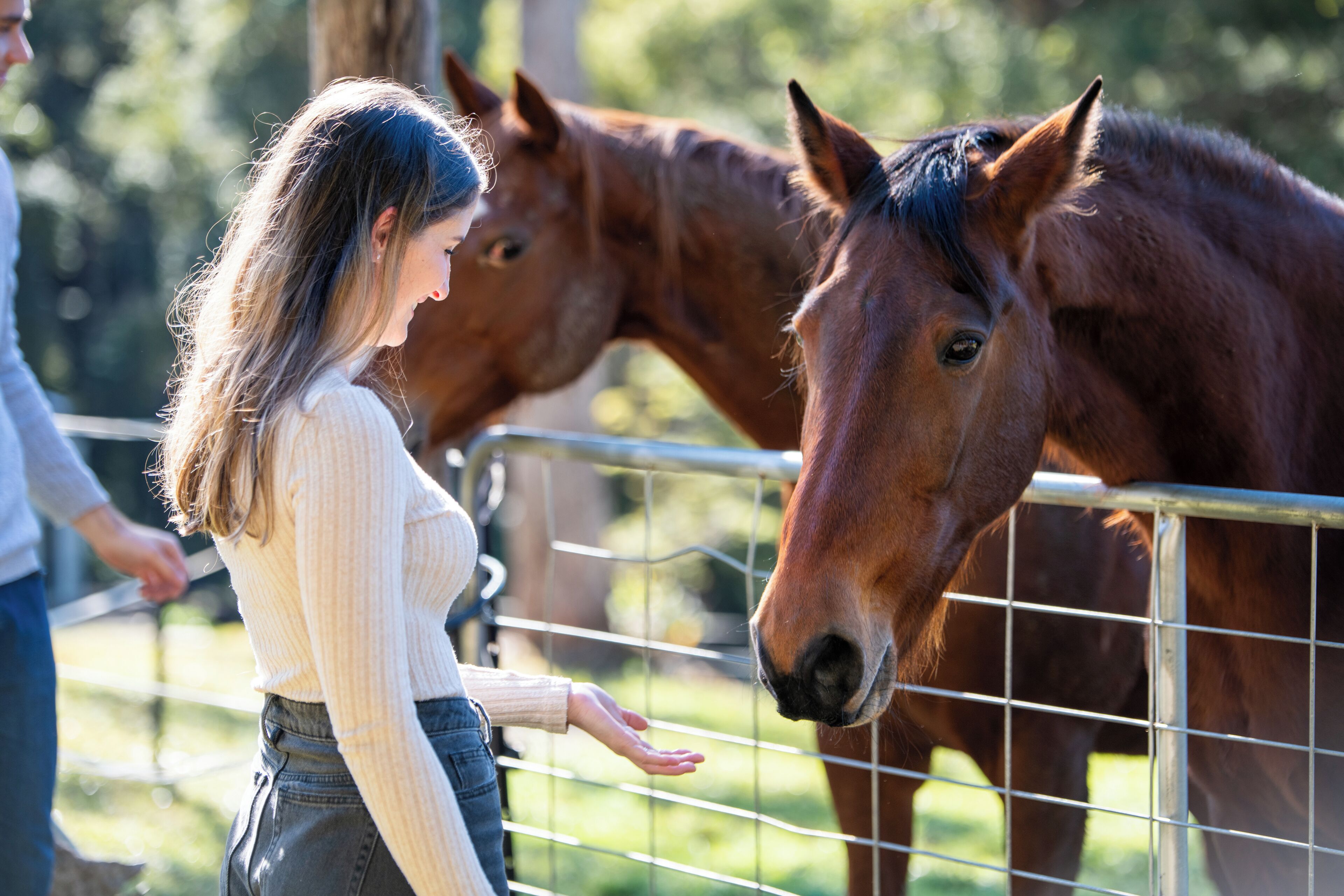 A person interacting with a horse behind a fence.