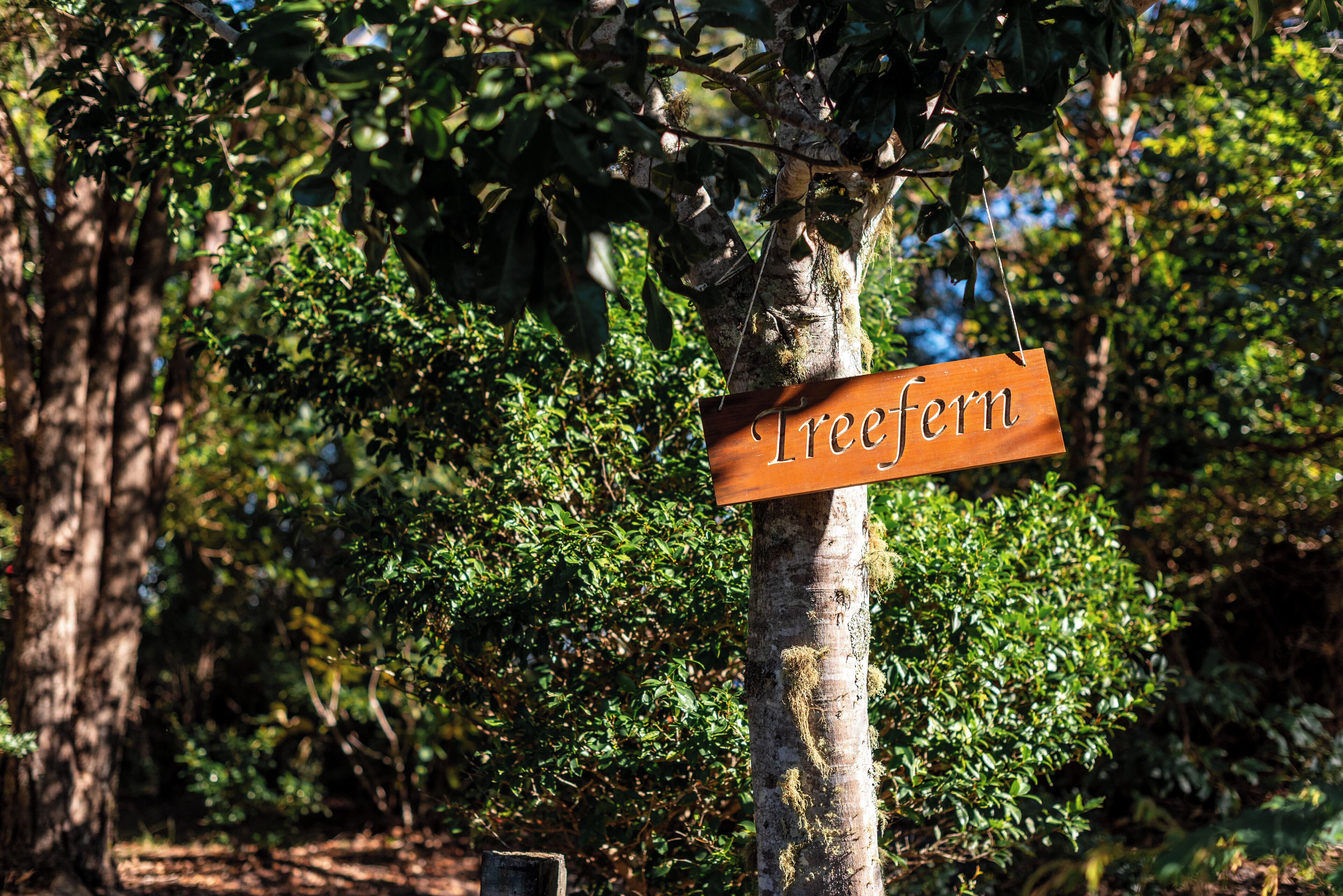 Une pancarte en bois portant le mot « Treefern » est fixée à un arbre.