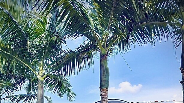 A covered outdoor area with a patio, palm trees, and a view of a house with a tiled roof. - Hacienda Hotel Los Caballeros  (Marinilla)
