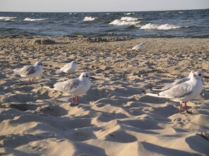 In Strandnähe