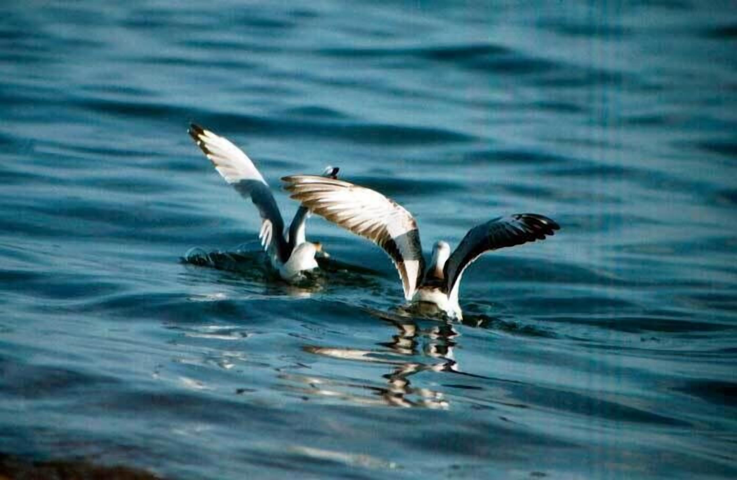 Dos aves volando sobre el agua.