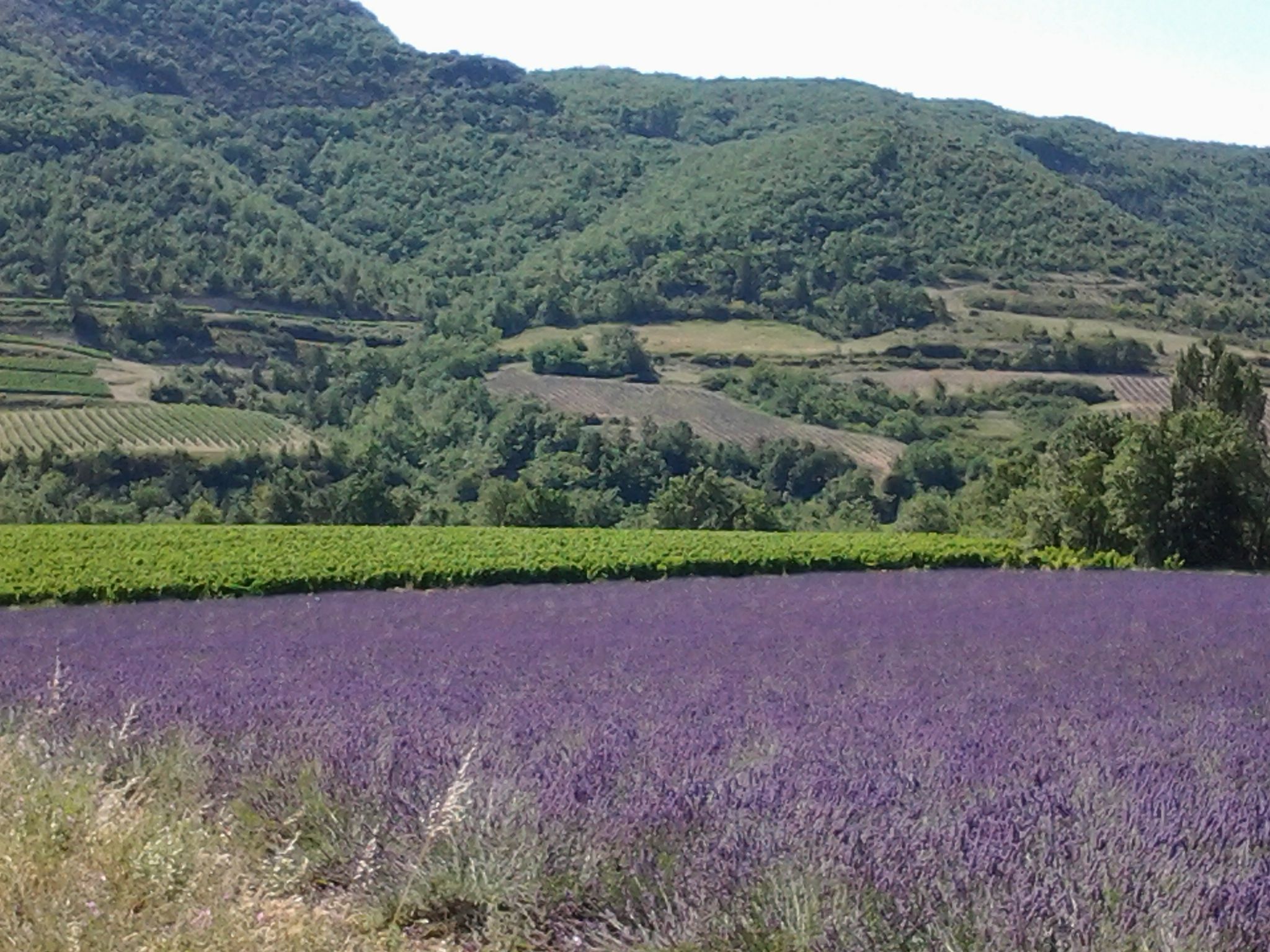 A lavender field with rolling hills and dense forest in the background.