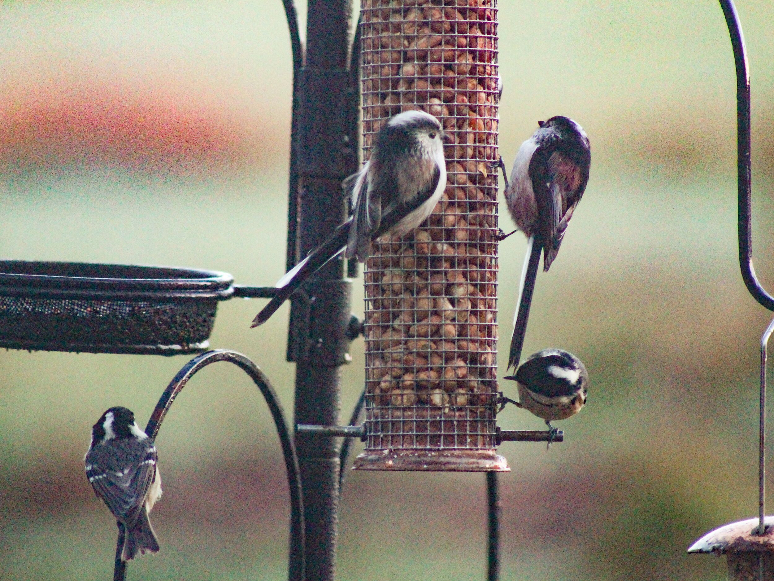 A bird feeder with multiple birds perched on it.