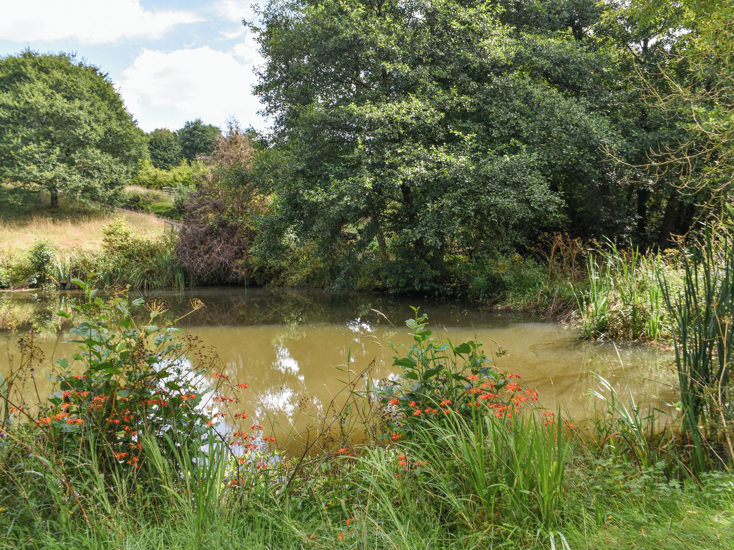 A natural landscape with a pond surrounded by dense greenery and trees.