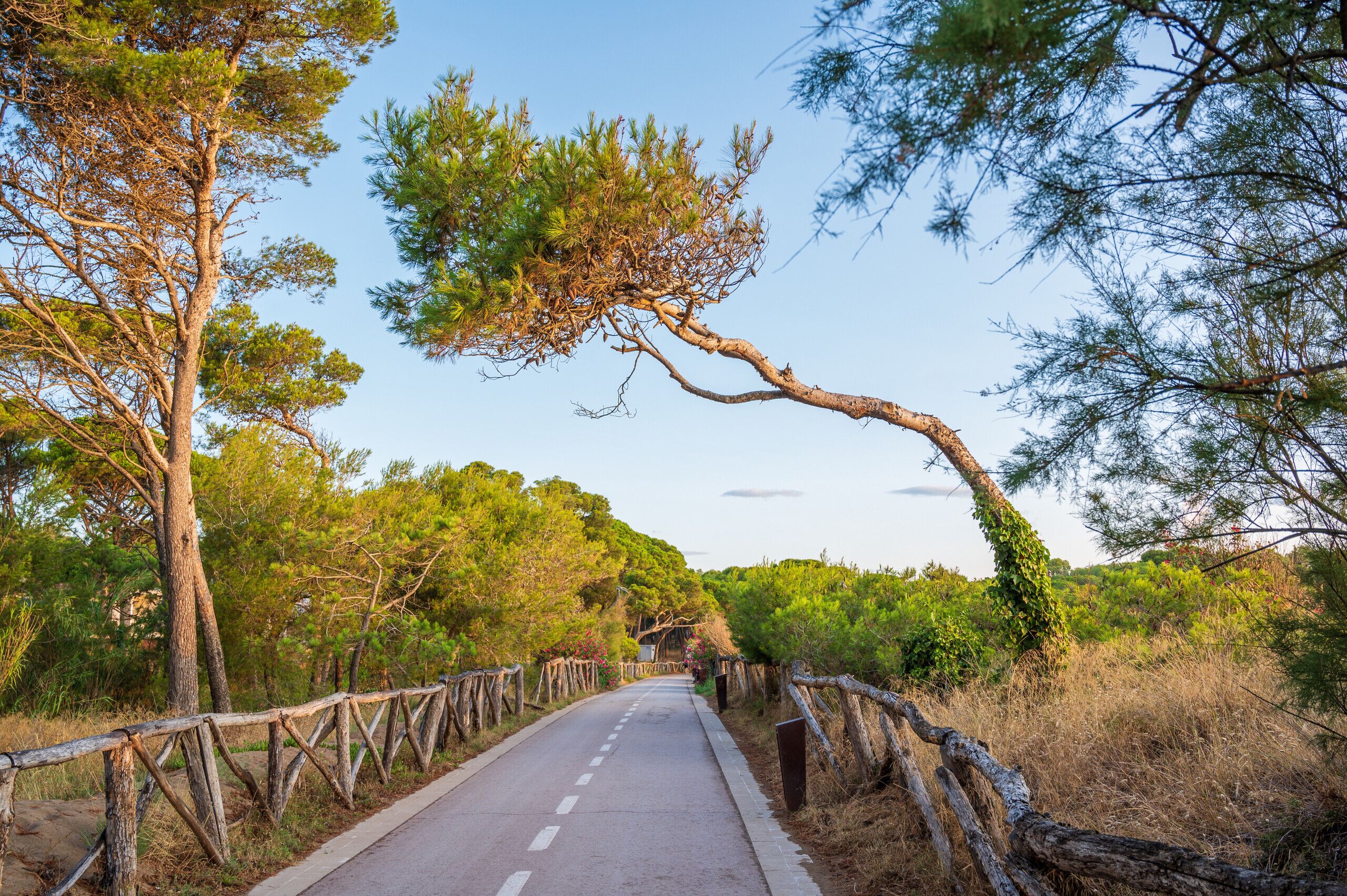 A paved road flanked by wooden fences and trees.