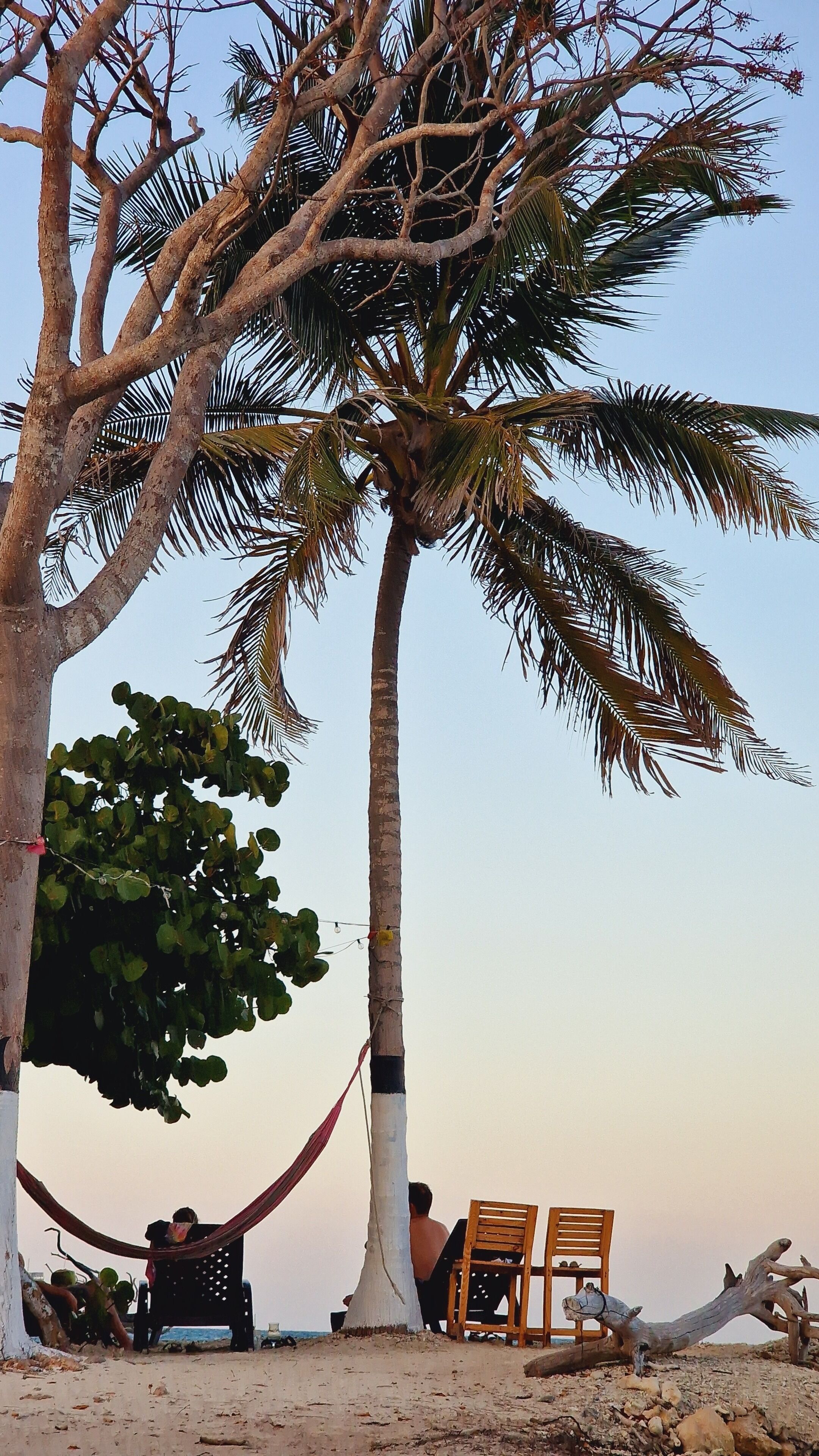 Escena de playa con una palmera, una hamaca y sillas de madera bajo el árbol.
