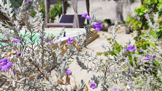 A garden with purple flowers and a pool area in the background.