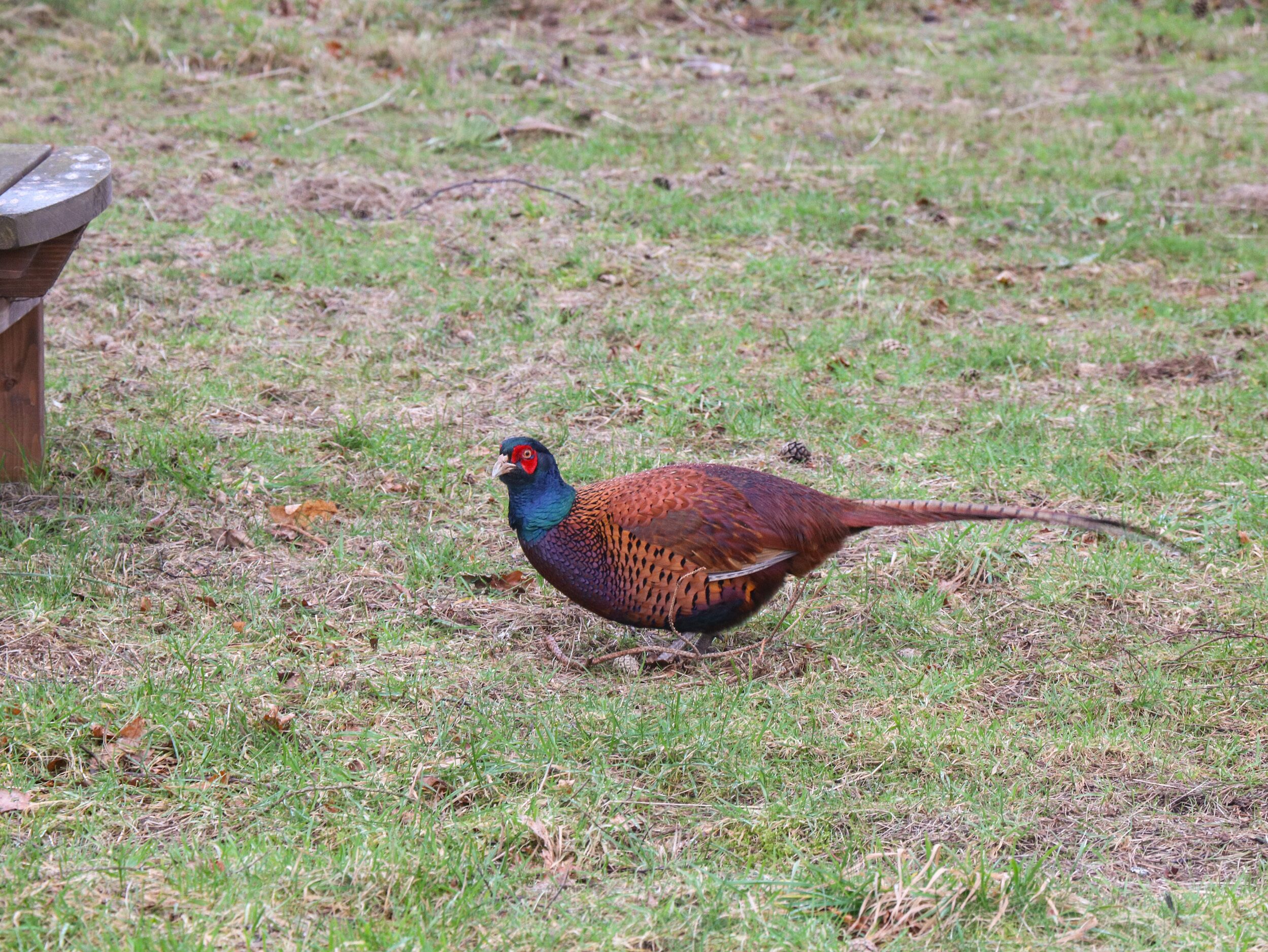 A pheasant on a grassy field.