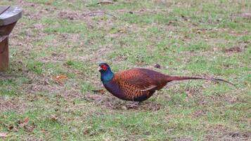 A pheasant on a grassy field.