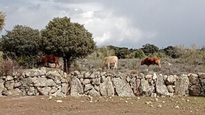 Un muro de piedra con tres vacas pastando en un entorno rural.