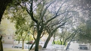 A paved pathway with a tree in the center, surrounded by parked cars and a building in the background.