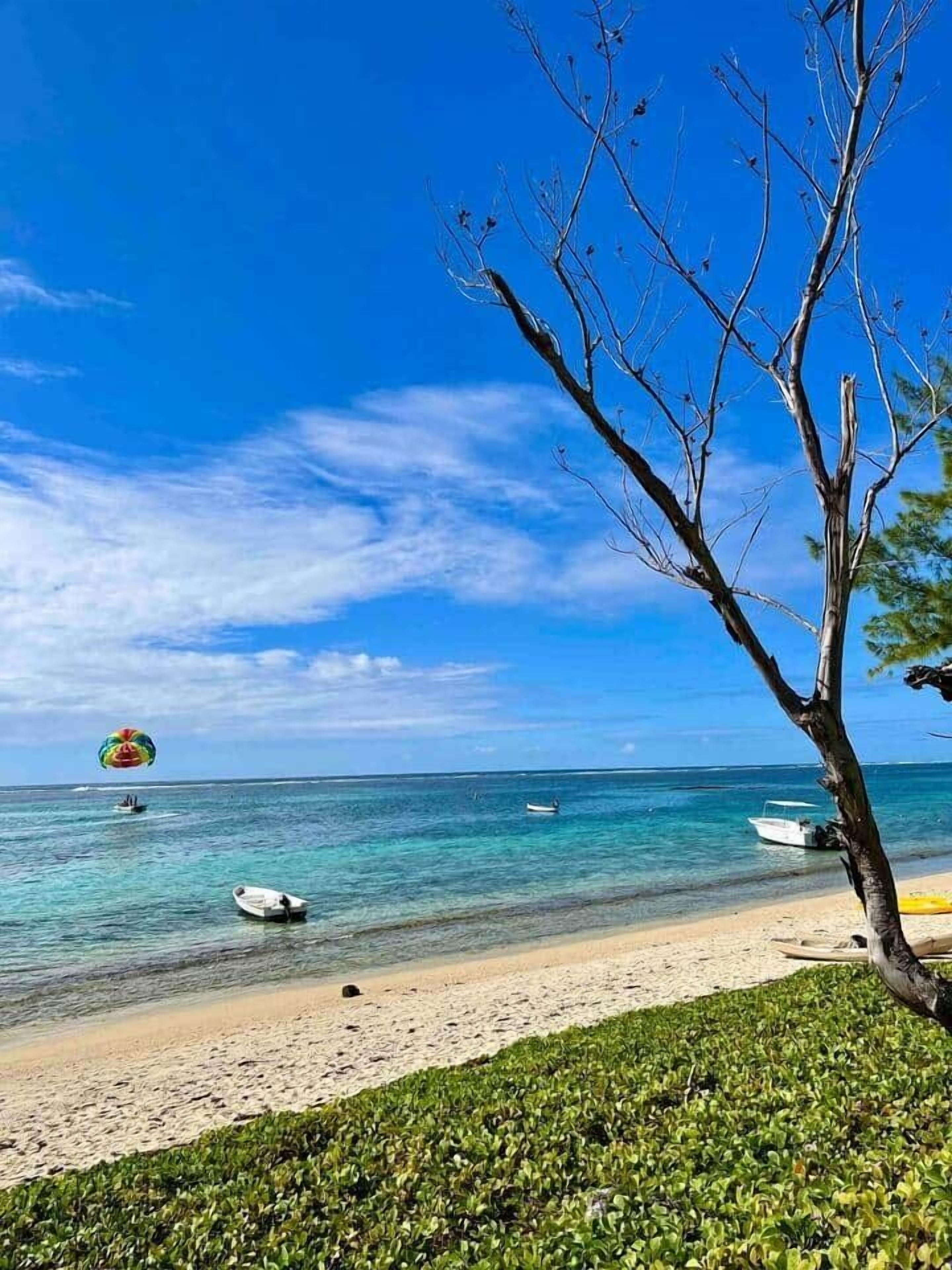 Une plage avec une eau d’un bleu limpide, un rivage sablonneux et un arbre au premier plan.