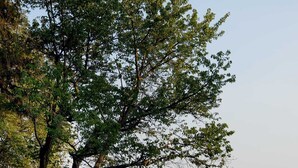 Un espacio con césped, un árbol grande, dos sillas y una mesita.