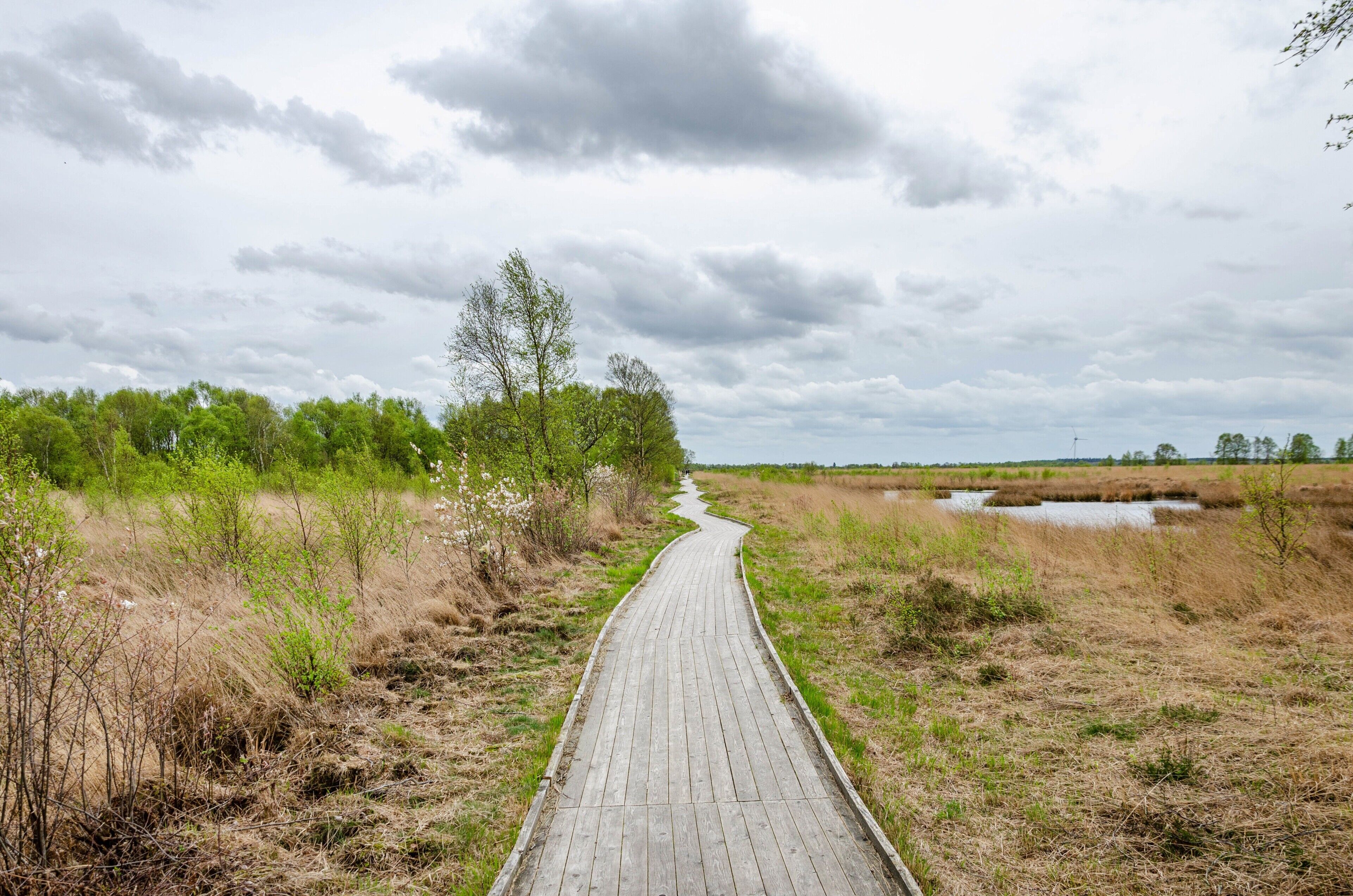 Ein hölzerner Steg führt durch eine natürliche Landschaft mit Bäumen und bewölktem Himmel.