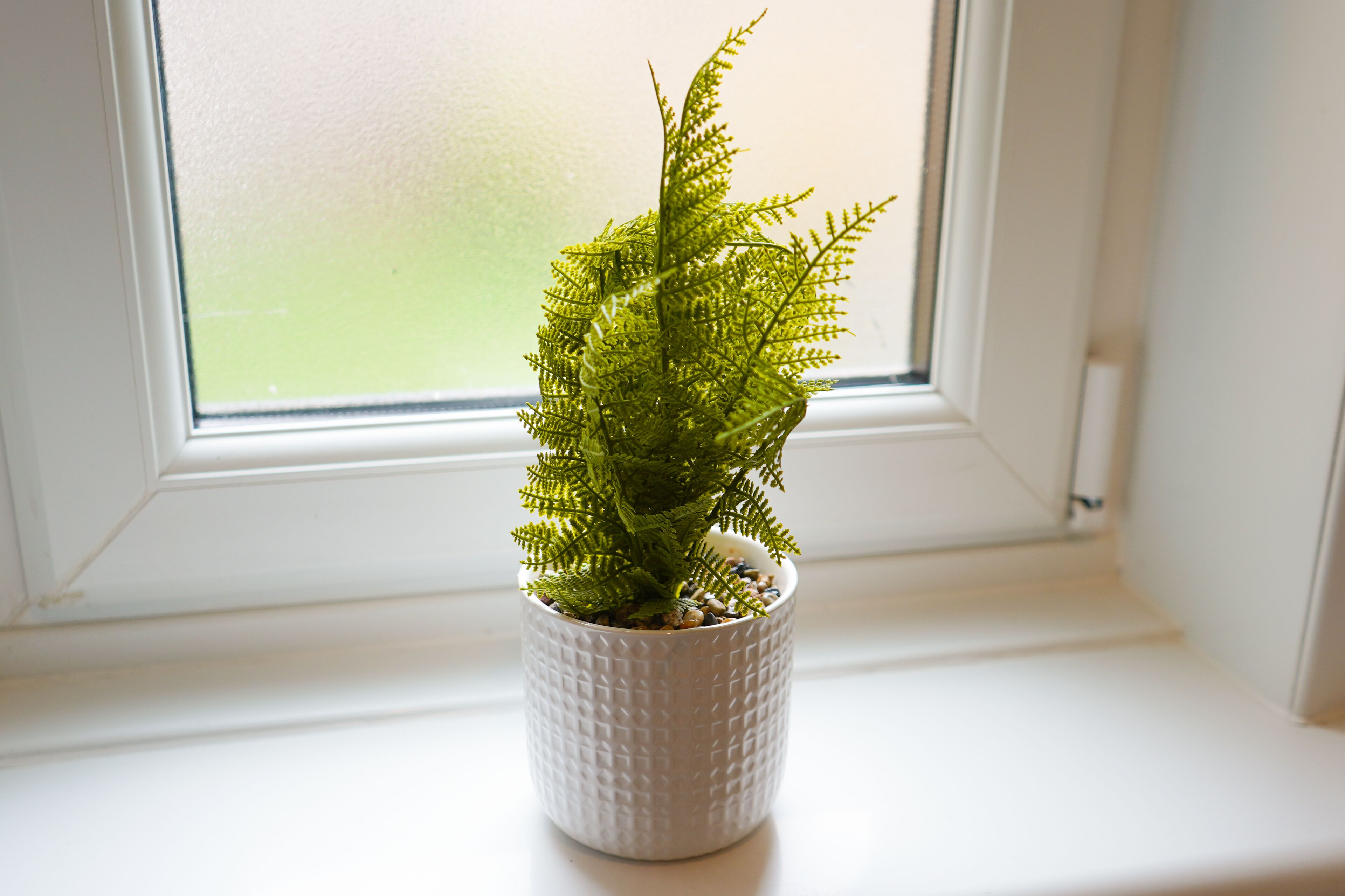 A potted plant on a windowsill.