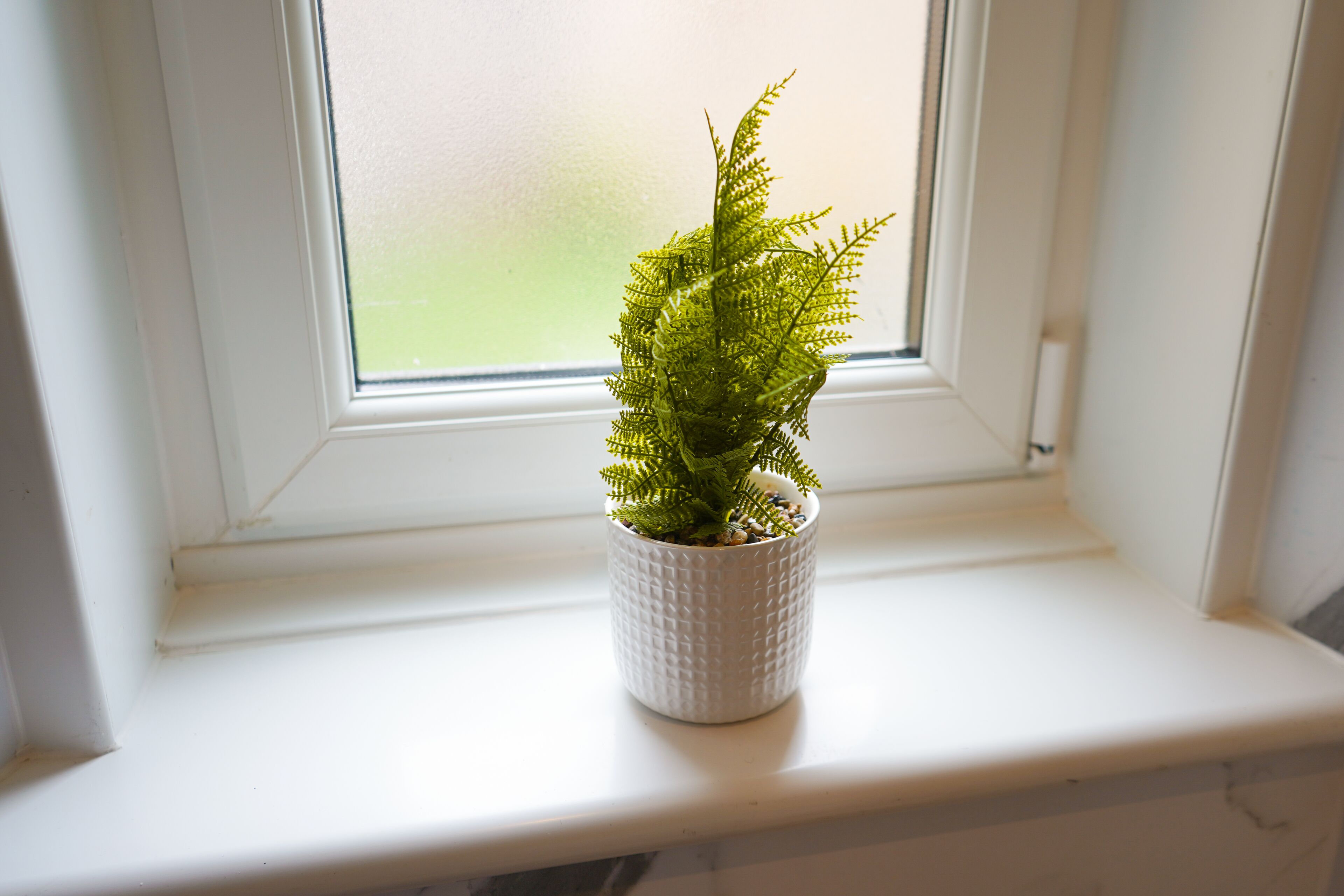 A potted plant on a windowsill.