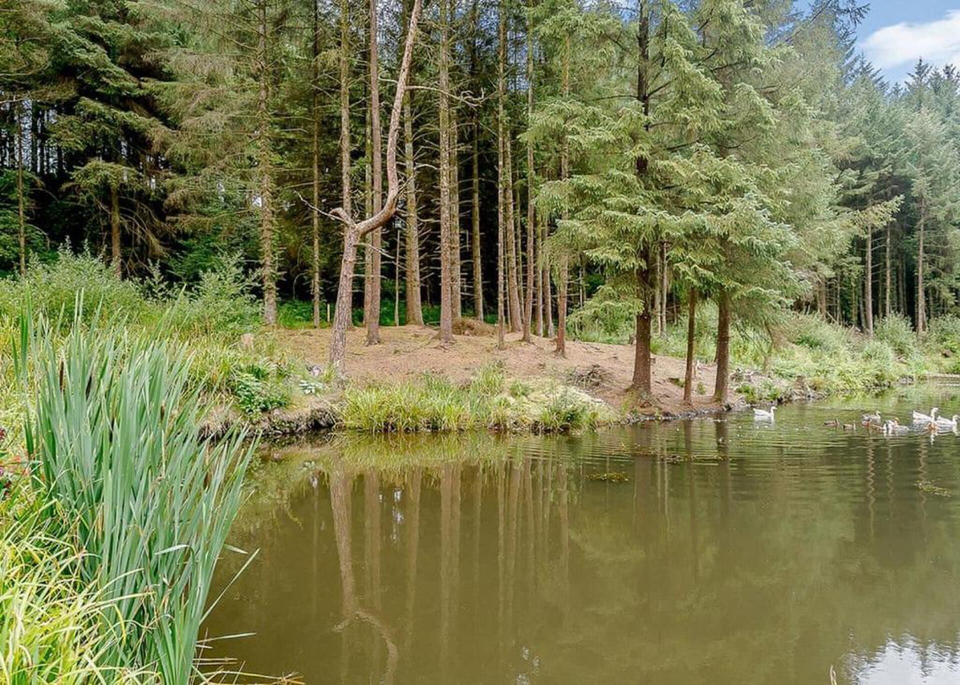 A serene pond surrounded by tall trees and dense vegetation.