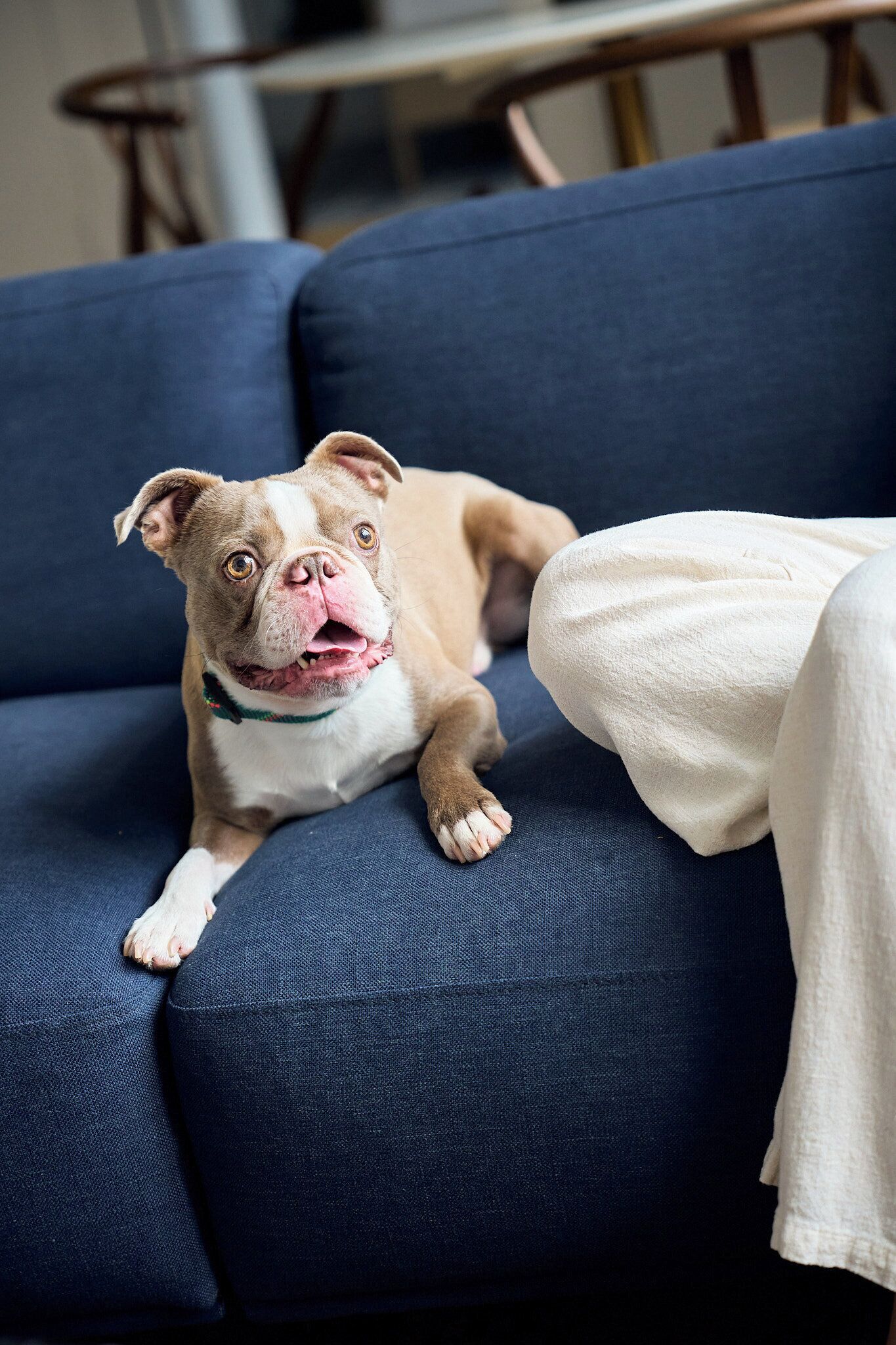 A dog lying on a dark blue couch with a white blanket partially visible.