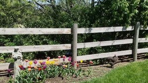 Une clôture en bois, avec une statue représentant une personne et, au premier plan, une rangée de tulipes aux couleurs vives.