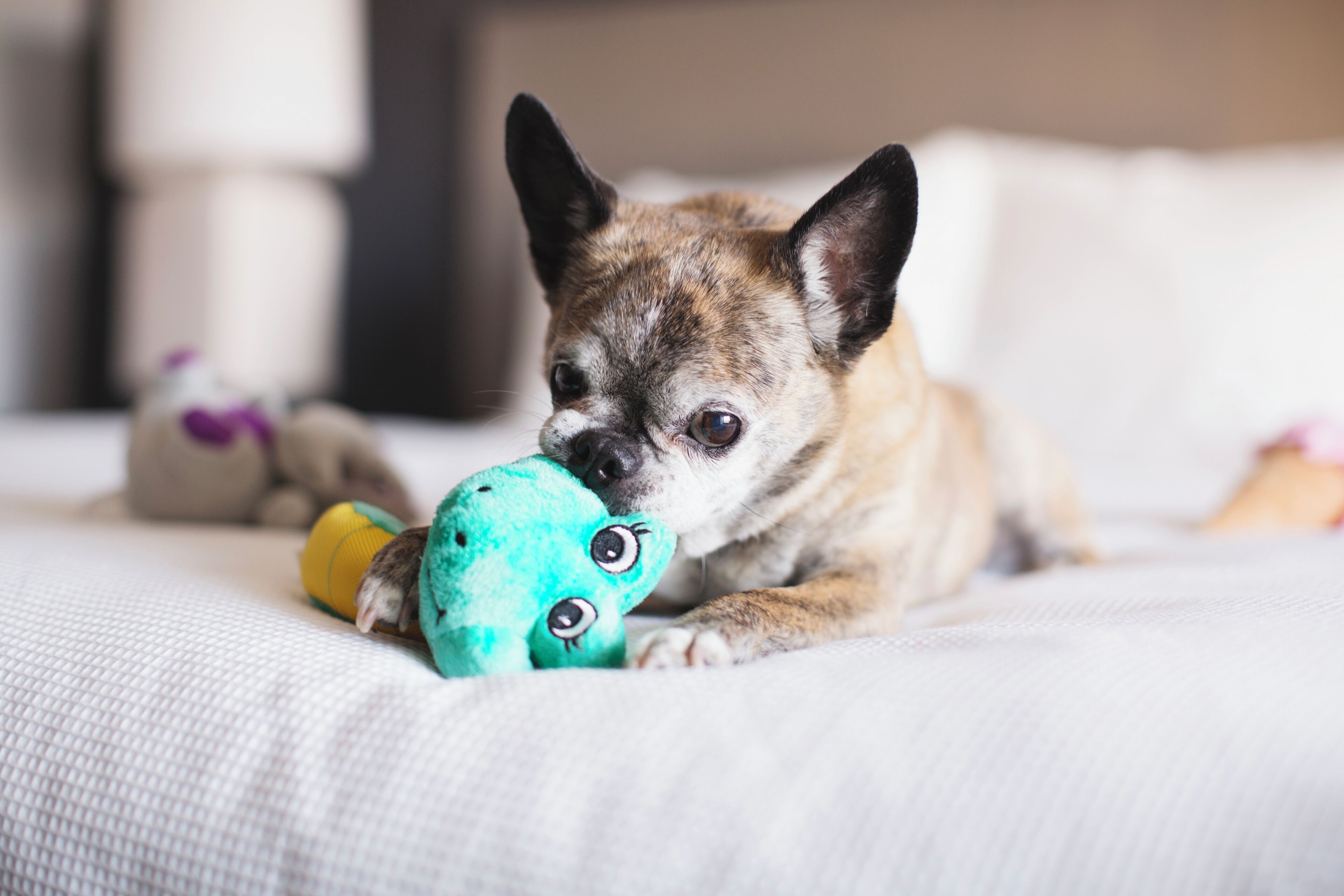 A dog lying on a bed with a toy.