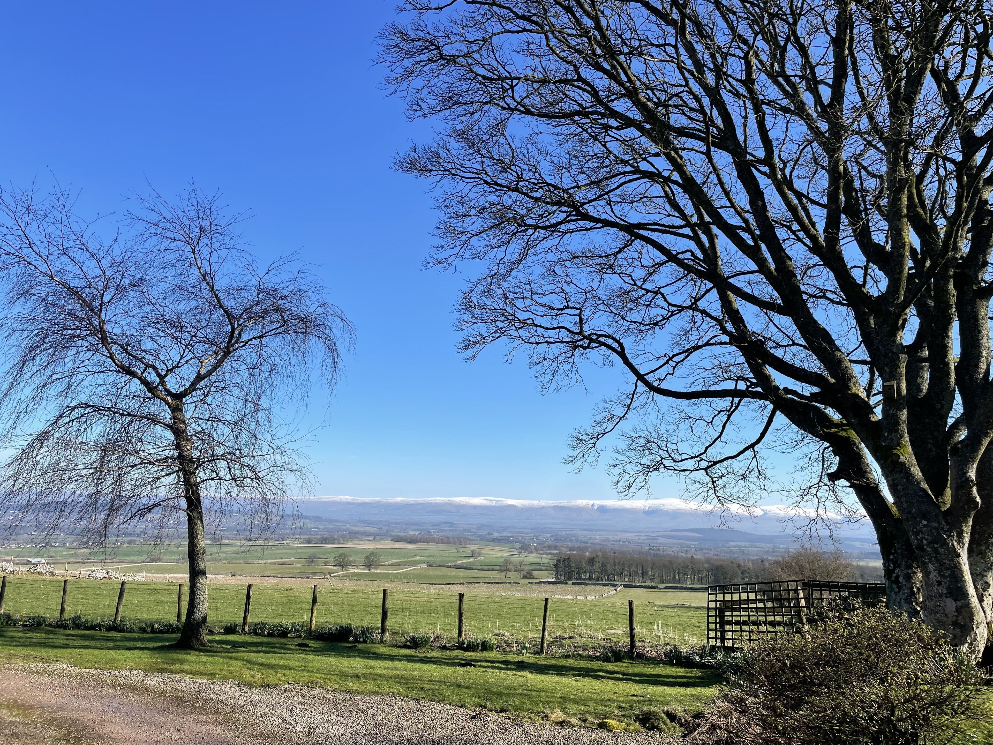 A rural landscape with a prominent tree and a fence.