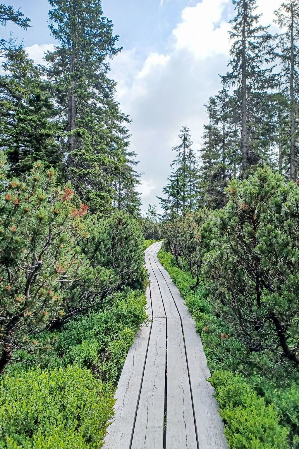 Une promenade en bois qui traverse une forêt dense.