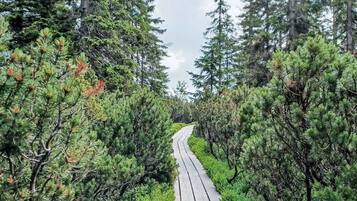 Une promenade en bois qui traverse une forêt dense.