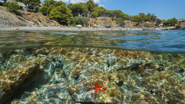 A beach with clear water, a starfish, and rocks. - Appartement DE 1 Chambre (Llançà)