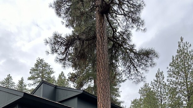 Una casa moderna de dos pisos con un árbol grande en la fachada.