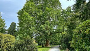 A pathway flanked by dense green foliage and a bench on the right. - Beautiful apartment for 6 people with WIFI, TV, patio and pets allowed (Zittau)