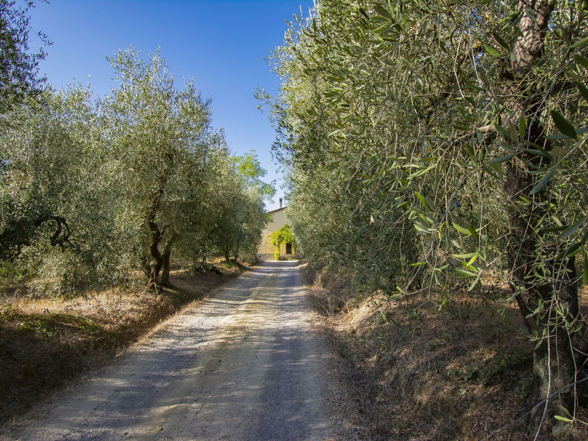 A narrow, unpaved road flanked by dense olive trees, leading towards a building in the distance.
