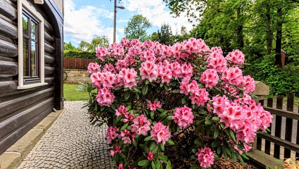 Eine Blockhütte mit einem Garten voller rosa Blumen.