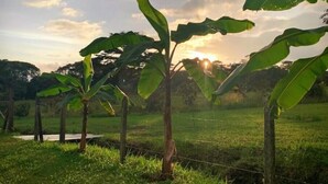 Een landelijk landschap met bananenplanten en een hek.