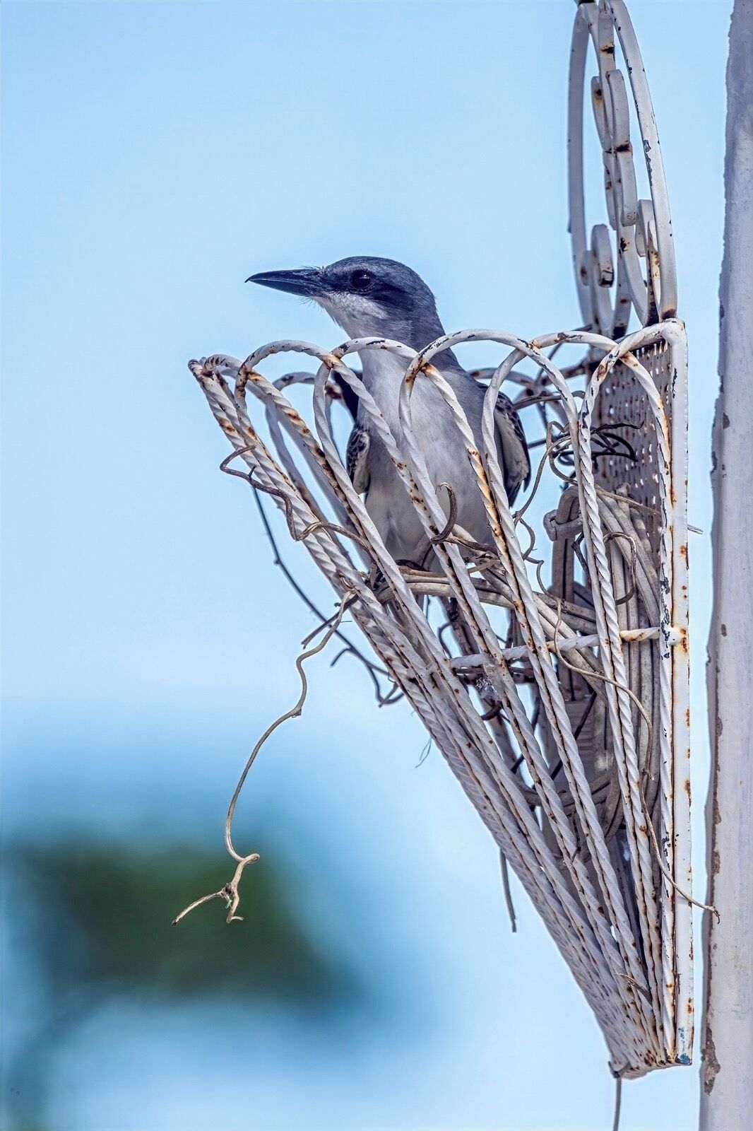 Ein Vogel in einem Nest aus Zweigen und Metalldraht, mit blauem Himmel im Hintergrund.
