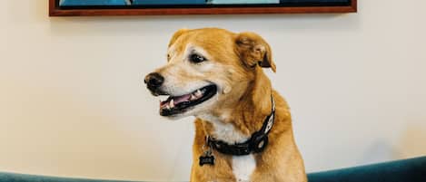 A dog sitting on a green couch with a colorful abstract painting on the wall behind it.